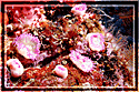 Cup corals