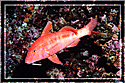 Goatfish in red