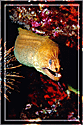 Green Moray Eel peeks out. . .