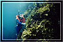Jessica with bull kelp!