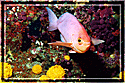 Pink Mau Mau poses for the camera!