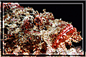 Slightly turned portrait of Scorpionfish just for Carl!