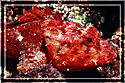 Startling Scorpionfish in vibrant red!