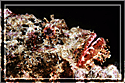 Portrait of Scorpionfish!