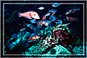 Tropical fish dance over rocks.