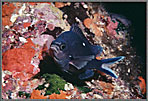 Blue Damselfish