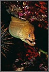 Green Moray Eel