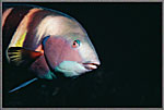 Painted WrasseIs Curious