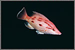 Pigfish Wrasse