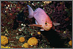 Pink Mau Mau