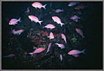 Pink Mau Maus Schooling