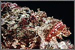 Scorpionfish