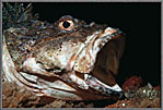 Scorpionfish Opens Wide