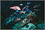 Tropical Fish Swarm Over Rock