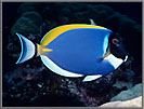 Blue Surgeon Fish posing for you!