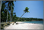 Deserted Beach with Palm leaning over to greet you!