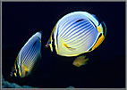 Painted Butterfly Fish and friend.