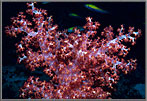 Soft coral colony colors the floors of the ocean. . .
