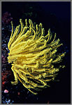 Yellow Crinoid hanging on.