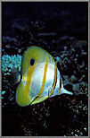 Butter flyfish ~ Chelmon Rostratus