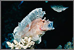 CS Sailfin Leaf Fish With Mouth Open