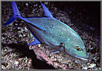 Blue Jack hunting.