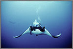 Diver steers manta to us.