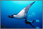 Diver strokes the belly of a manta.