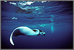 Manta with snorkeler in background