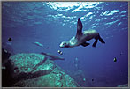 Sea Lions covort in crystal water.