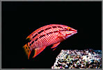 Sheepshead wrasse in blackness.