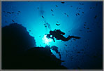 Diver hovers off wall.
