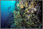 Diver off wall of yellow soft corals.