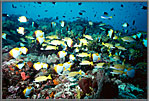 Fish filled reef