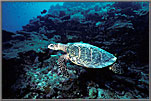 Hawksbill Turtle.