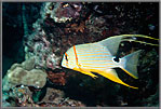 Yellow corals on reef.