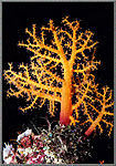 Yellow soft coral colony.