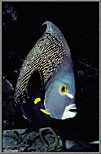 A French Angelfish Challenges
