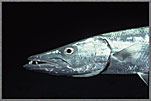 Barracuda Sees Eye To Eye
