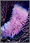 Azure Vase Sponge