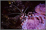 Cleaner Shrimp On AzureS ponge