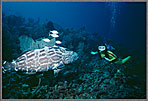 Jessica with Black Grouper