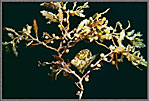 Juvenile Puffer In Sargassum