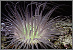Cerianthid Nocturnal Anemone