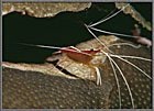 Cleaner Shrimp Hippolysmata