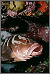 Cleaners In Mouth Of Grouper