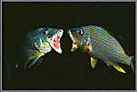 Dueling Grunts