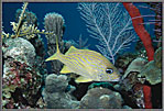 French Grunt In Corals