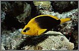 Golden Hamlet Amid Corals
