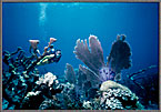 Jessica With Reef Corals